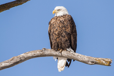 bald eagle th 4