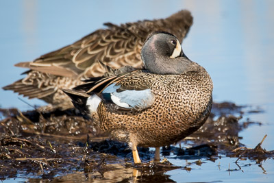blue-winged teal th 3