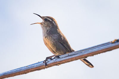 bewicks wren th 2