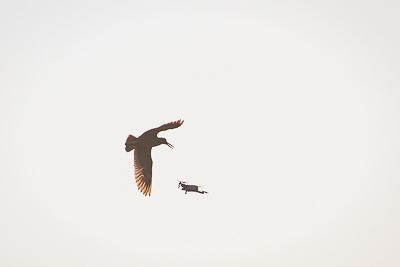 black oystercatcher 2