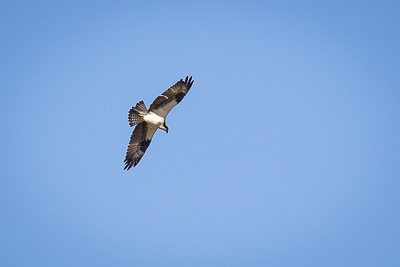 osprey th 2