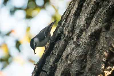 pygmy-nuthatch 2