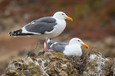 western gull th 3