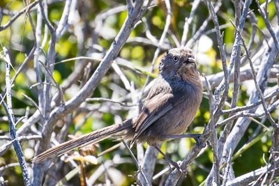 wrentit th 2