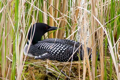common loon th 4