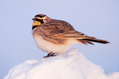 horned lark th 3