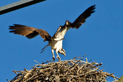 osprey th 2