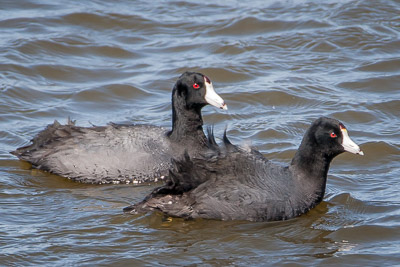 american coot th 1