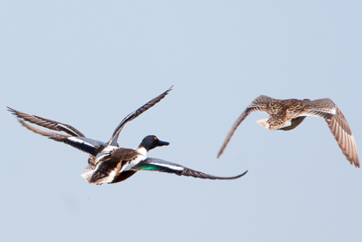 northern shoveler th 1
