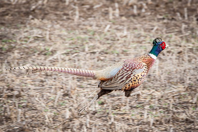 ring necked pheasant th 1