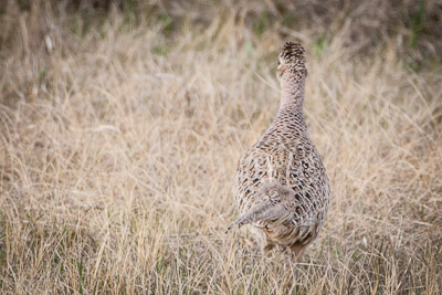 ring necked pheasant th 2