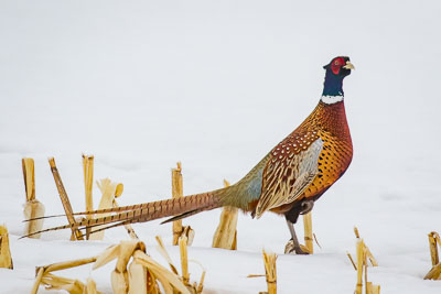 ring necked pheasant th 2