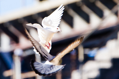 rock dove th 2