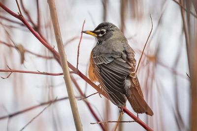 american robin th 1