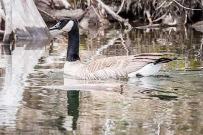 cackling goose th 1