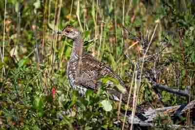 dusky grouse th 2