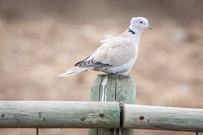 deurasian collared dove th 2