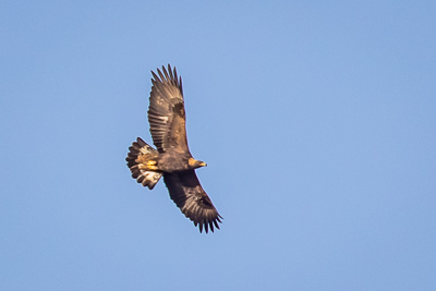 golden eagle th 2