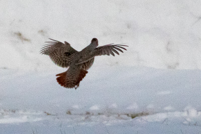 gray partridge th 2