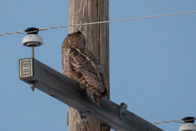great horned owl th 1