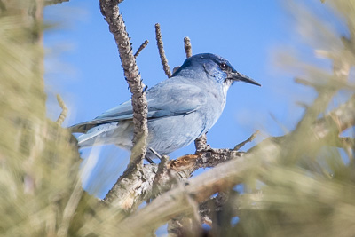 pinyon jay th 2