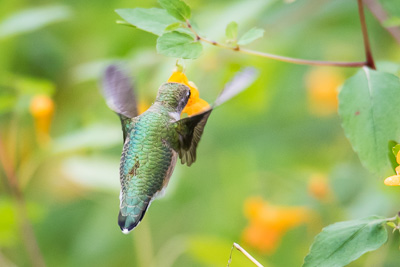 ruby throated hummingbird th 3