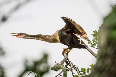 anhinga th 1
