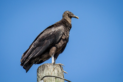 Black vultureth 1