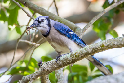 Blue Jay th 1
