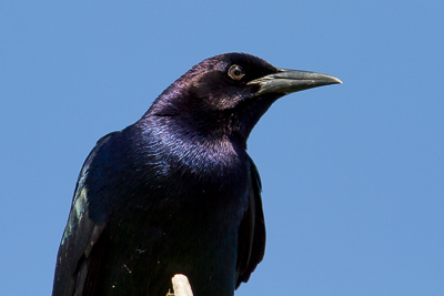 Boat-tailed Grackle th 3