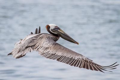 Brown Pelican th 5