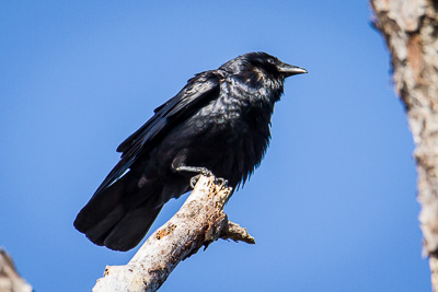 Fish Crow th 3