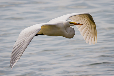 Great Egret th 1