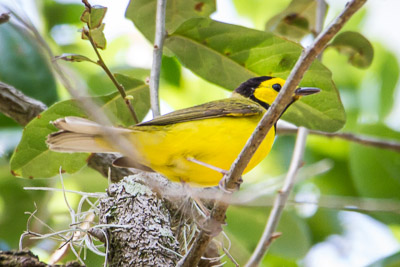Hooded Warbler th 1