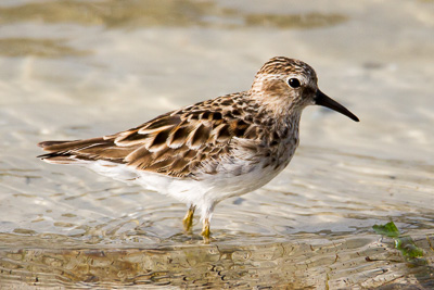 Least Sandpiper th 1