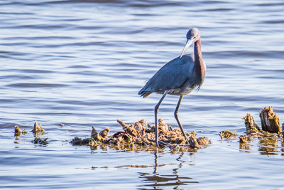Little Blue Heron th 3