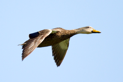 Mallard th 1