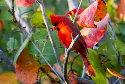 Northern Cardinal th 1