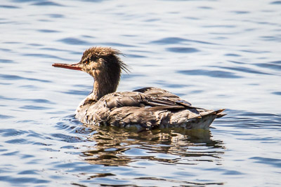 red-breasted merganser th 2