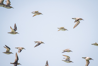 Red Knot th 2
