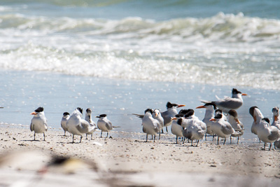 Royal Tern th 3