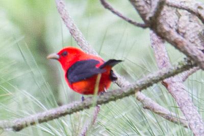 scarlet-tanager th 1