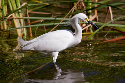 Snowy Egret th 1
