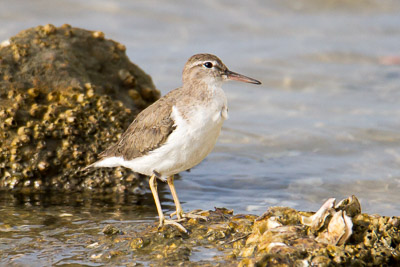 Spotted Sandpiper th 1