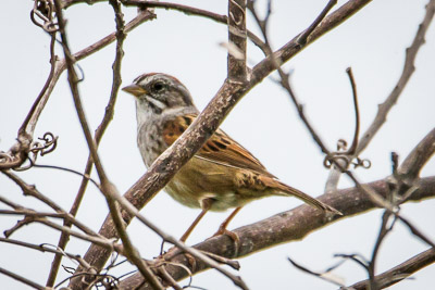 swamp sparrow th 1