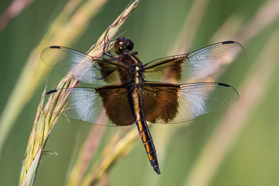 widow skimmer th 2