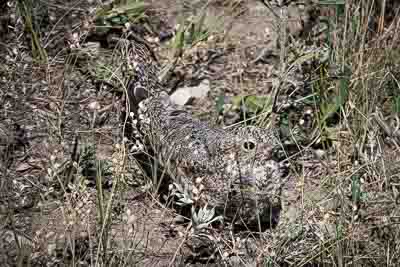crazy mountains bird 1 th 1